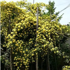 三农合作淘宝木香花种子四季种易活花卉开花不断观花植物室内外盆栽