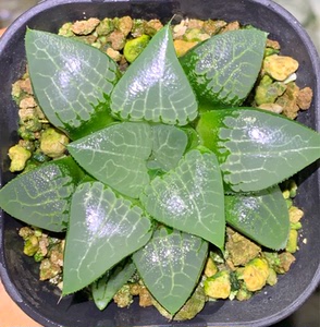 多肉十二卷超大