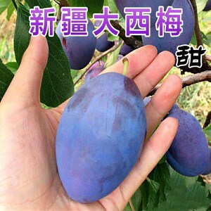 乌梅苗新疆法兰西西梅树苗嫁接李子苗盆栽地栽果树南方北方结果苗