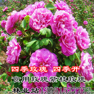紫枝玫瑰花苗平阴玫瑰苗四季玫瑰丰花四季开花可盆栽地栽包邮花卉
