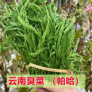 云南臭菜帕哈菜傣族野菜佤族山地新鲜蔬菜绿叶菜临沧耿马民族佐料