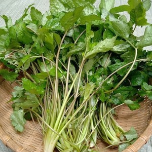 【鸭脚板芹菜】新鲜野生鸭脚板芹菜鸭脚板大叶芹菜野菜当季蔬菜