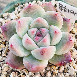 紫色回忆 月影系列 一物一拍稀有品种精美多肉植物韩国直发迎铁粉