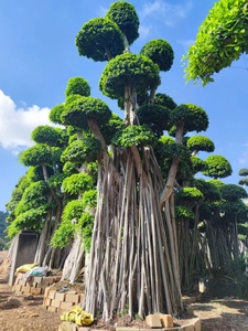 榕树盆景