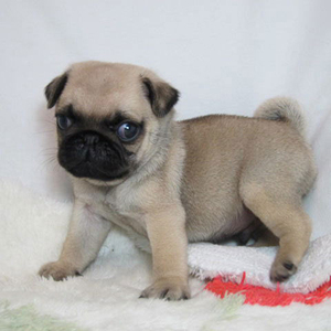 纯种短毛巴哥幼犬憨厚八哥犬可爱哈巴狗活体长不大小型犬宠物狗狗