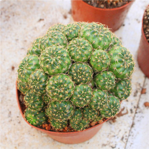 80aba131452011淘宝开花仙人球群生紫丽丸阳春丸橙宝山多肉植物防