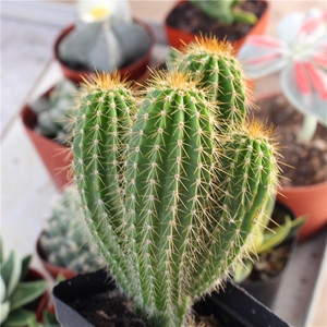 实生大凤龙仙人球群生稀有室内绿植沙生造景盆栽窗台组合小苗老桩