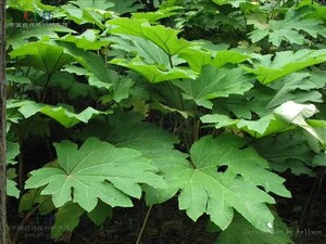 通脱木恩施通草根木通树 大通草 天麻子通花根通树阳台满29元包邮