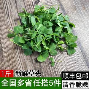 上海崇明特产野生草头苜蓿头秧草 金花菜 绿色蔬菜新鲜现割顺丰