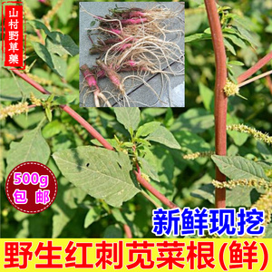 野生新鲜红刺苋菜根 500克包邮 野刺苋根 刺苋土苋菜红梗笕菜根