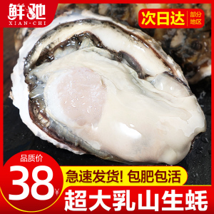 特大乳山生蚝鲜活10新鲜海蛎子5斤海鲜牡蛎贝壳即食水产批发1箱