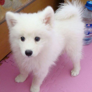 日本银狐犬 狐狸狗幼犬纯种活体白色家养宠物狗小狗低价包邮
