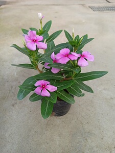 满3棵包邮长春花日日春五叶梅花卉盆栽四季开花庭院阳台观花植物