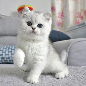 英短银渐层幼猫活体短毛猫纯种折耳猫矮脚猫银色小奶猫小型幼崽猫