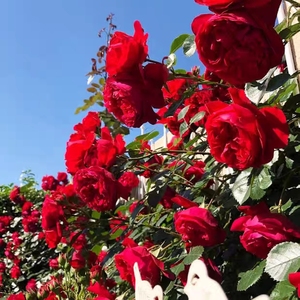 佛罗伦蒂娜红色爬藤月季多季节开花大花多头抗病强做花墙拱门花卉