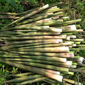 新鲜野生小竹笋