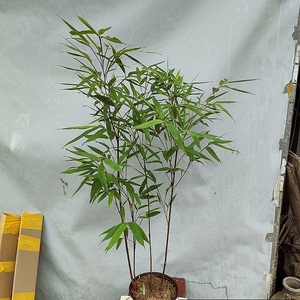 紫竹矮化苗室内小型矮化黄竹子盆栽青竹庭院绿植盆景竹子客厅阳台