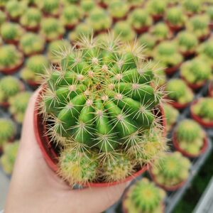 玻璃球仙人球盆栽带侧芽开花植物稀有大颗肉肉花卉特价仙人掌