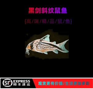 黑剑斜纹鼠鱼底栖型工具鱼南美群游鱼高端观赏鱼活体
