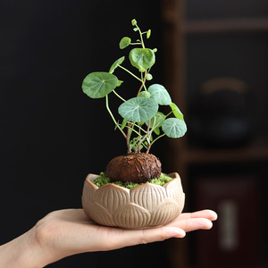 办公室桌面室内山乌龟金不换盆景爬藤绿植懒人花盆易活耐旱小盆栽