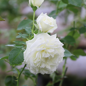 【千花之花】欧洲月季新品 灌木月季 北方香水 欧月花苗浓香玫瑰