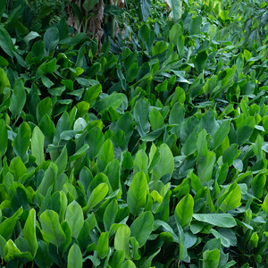 广西稳得食农村粽子叶野生大粽叶新鲜柊叶现摘冬叶东粽叶海南棕叶