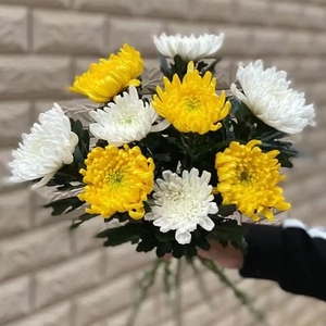 鲜菊花清明纪念祭祖上坟黄白菊航空包邮10支一扎昆明斗南基地直发