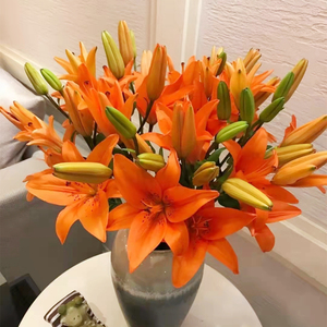 鲜切花橙色亚百合花穿梭云南基地直发斗南市场家用水养插花束顺丰