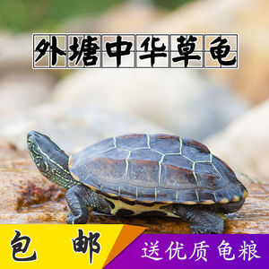 小龟半水龟好养耐活吃菜龟金线龟大头草龟冷水幼龟混养下蛋龟大号