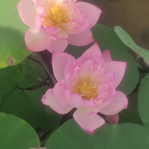 冯幼强淘宝烟雨碗莲小型种藕裸根室内阳台窗台水生培绿植物趣味盆栽