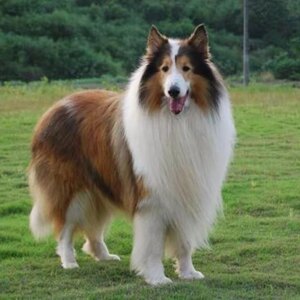 纯种苏格兰牧羊犬幼犬活体苏牧幼崽家养喜乐蒂中小型宠物狗狗出售