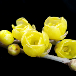 鄢陵蜡梅【磬口】经典素心品种腊梅花盆栽苗阳台庭院包对版带苞