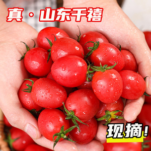 千禧圣女果正宗山东樱桃小番茄产地新鲜现摘当季小西红柿水果孕妇