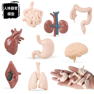 仿真科教人体器官模型大脑心脏肺肝脏胃大肠小肠肾脏静态摆件玩具