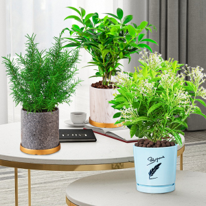 迷迭香驱蚊草盆栽防蚊植物室内芦荟好养灭蚊草绿植卧室驱蚊竹柏