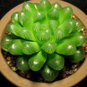 佛珠多肉植物肉嘟嘟稀有多肉肉室内植物玉露桃蛋玫瑰清仓1元包邮