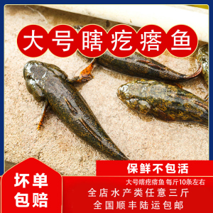 冷水鱼大号每斤10条左右活体发货保鲜不保活沙塘鳢瞎疙瘩 1斤装