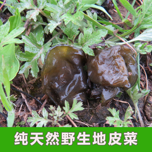 地皮菜野生非免邮免洗500g天然西北特产高原地耳野生干地瓜皮野菜