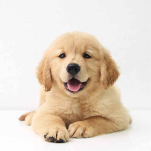 出售活体纯种大头金毛犬金毛幼犬金毛狗金毛猎犬小金毛宠物狗狗