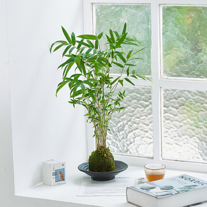 米竹苔藓球｜室内茶桌禅意造型植物中式桌面水养竹子净化空气观赏