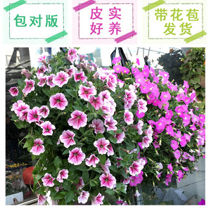 矮牵牛盆栽带花百万小玲舞春花庭院花卉垂吊植物室外阳台花苗大苗