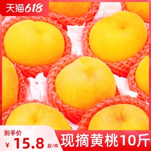 现摘砀山新鲜黄桃10斤孕妇水果大毛黄桃子应当季蜜桃时令大果脆甜