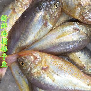 00monigote生鲜旗舰店天猫东海梅子鱼两斤装大头细眼黄梅童长不大的