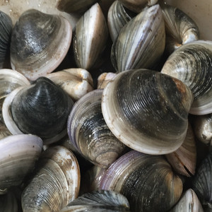 鲜活青蛤