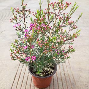 耐寒植物花卉冬天开花澳洲腊梅花澳梅盆栽室内绿植盆栽好养花