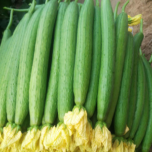 早熟长香丝瓜种子肉丝瓜籽棱丝瓜爬藤春夏季四季蔬菜种子高产庭院