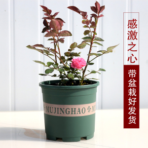 感激之心月季盆栽花苗 阳台庭院多花易养切花玫瑰花苗 四季开花