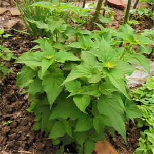 922人付款淘宝藿香种子食用藿香叶种籽散装新藿香苗四