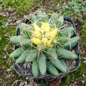 精品仙人球【金星 】软刺会开黄花的乳突球属 多肉植物 防辐射吸