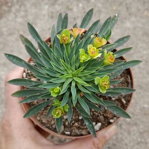 峨眉山铁甲麒麟老桩小菠萝群生稀有多肉大戟科铁甲丸防辐射吸甲醛